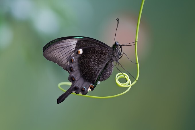 Stunning butterfly close-up
